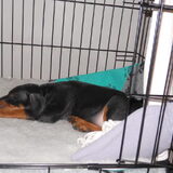Foto van Marleen , Blacky & Justy