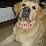 Jet met de nieuwe halsband