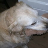 Simba met z'n restantbeertje X
