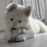 felice pup