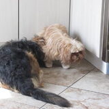 Foto van liesbeth,Turbo,Luna, Levi en Faith