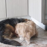 Foto van liesbeth,Turbo,Luna, Levi en Faith