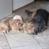 Foto van liesbeth,Turbo,Luna, Levi en Faith