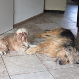 Foto van liesbeth,Turbo,Luna, Levi en Faith