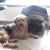 Foto van liesbeth,Turbo,Luna, Levi en Faith