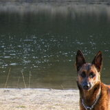 Blitz