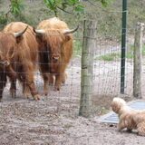 Foto van liesbeth,Turbo,Luna, Levi en Faith