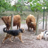 Foto van liesbeth,Turbo,Luna, Levi en Faith