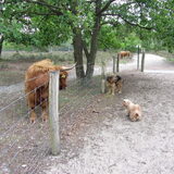 Foto van liesbeth,Turbo,Luna, Levi en Faith