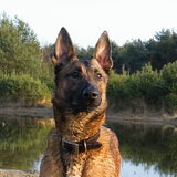 Bentley