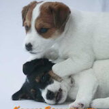 C-Nestje Ravenheights Cody en Carina Daisy