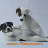 C-Nestje Ravenheights Chelsy en Ravenheights Chakyra
