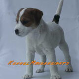 C-Nestje Ravenheights Carina Daisy