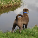 Éen uitje aan het water met onze SharPei dame "A FRIEND FOR LIFE BLUE…