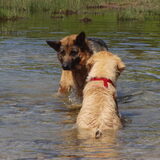 Kiki en een duitse herder