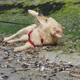 Rollen in de schelpen