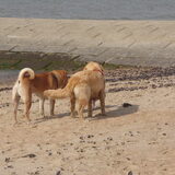 Kiki en een sharpei