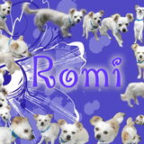 collage Romi