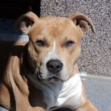 TYSON !