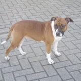 Foto van linneke