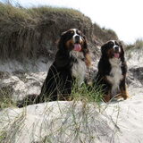 In de duinen.