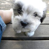 Foto van Melissa, Dempsey, Taiko, Minos & *Nina*