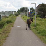 Foto van team Shadow