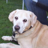 Dit was onze Max. Geboren op 5 oktober 1993, en spijtig genoeg…