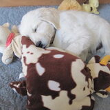 Zoek de knuffel ;-)