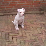 Foto van marco