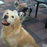 Ferry (11 jaar), Sammy (6 maanden), Joepie (ander half jaar), Senna (1…