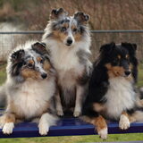 Onze roedel shelties