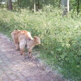Foto van Hans