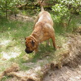 onze breedloper 8 md