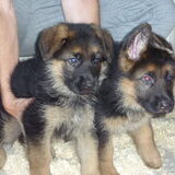 Dexter met zijn broertje (Dexter is de rechtse)
