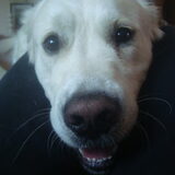 Foto van Lotte&Guus de Golden*