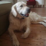 Foto van Lotte&Guus de Golden*