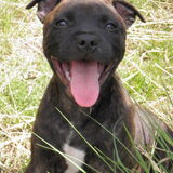 Odin 11 weekjes oud !!!!!!!