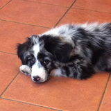 Foto van Lizy en de doggies