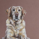 Labrador Retriever in pastel