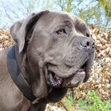 Foto van Dierenboekenbestellen