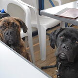 Bullit & Bruce ( Cane corse vriendje )
