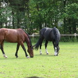 Foto van liesbeth,Turbo,Luna, Levi en Faith