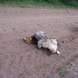 Wandeling 29-05-2011