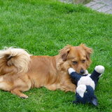 Rex in de tuin met zijn lievelings knuffel, die kreeg hij toen we hem…