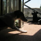 samen met dribbel