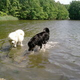 Foto van Martina en Chinook