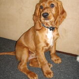Jenna 8 week oud