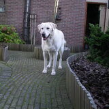 Hier een van de laatste foto's van Buddy.