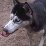 laika